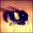 bee